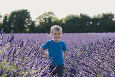Castle farm Kent lavender photos